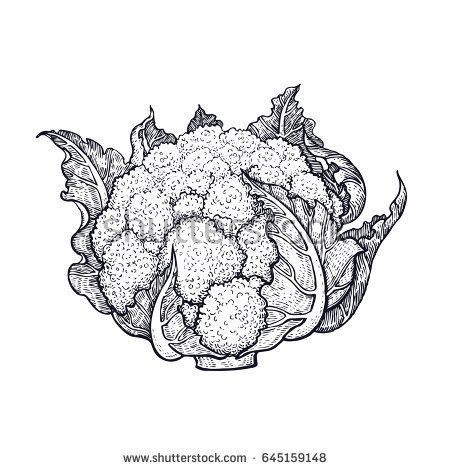 450x470 Cauliflower Hand Drawing Of Vegetables Vector Art Illustration