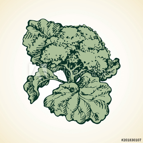 500x500 Cauliflower Vector Drawing