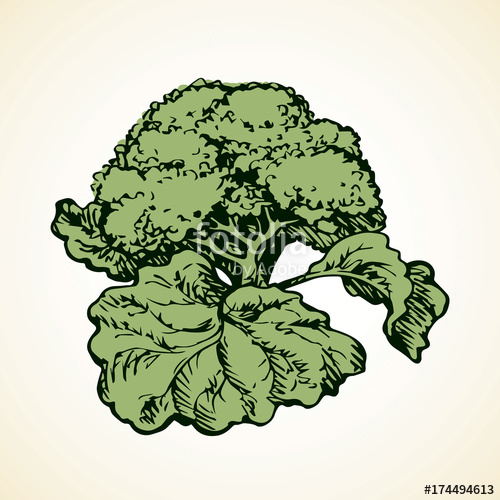 500x500 Cauliflower Vector Drawing Stock Image And Royalty Free Vector