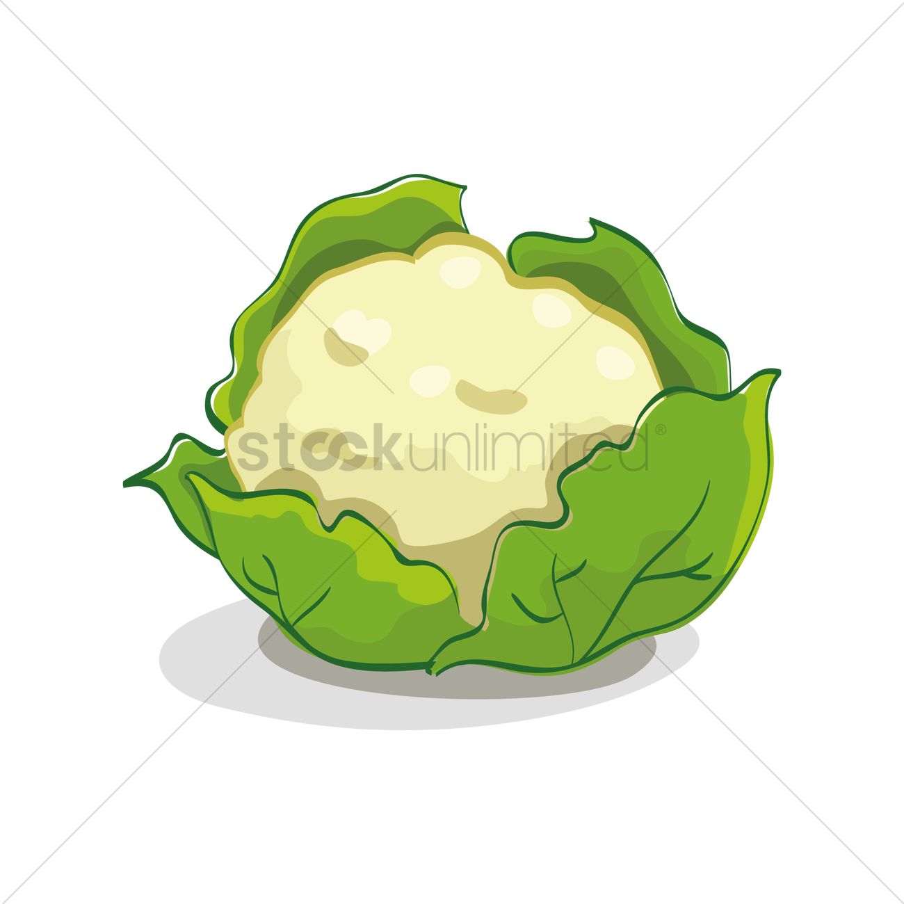 1300x1300 Free Cauliflower Vector Image