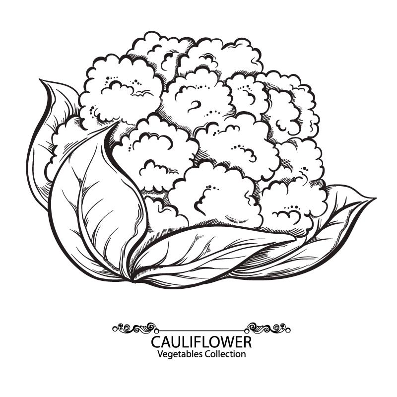 800x800 Hand Painted Cauliflower Vector
