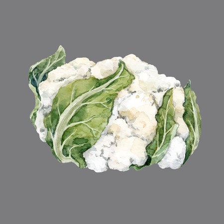 450x450 Watercolor Cauliflower Vector Illustration Royalty Free Vector