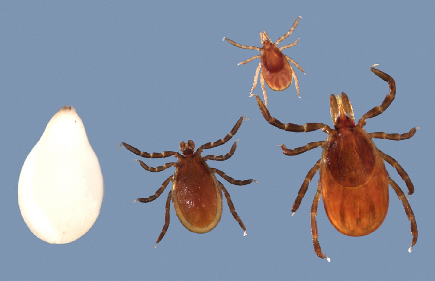 1440x931 M Cdc Grant Funds Center Fight Vector Borne Diseases Handandbeak