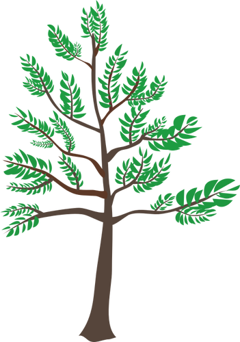 351x500 Young Cedar Tree Illustration