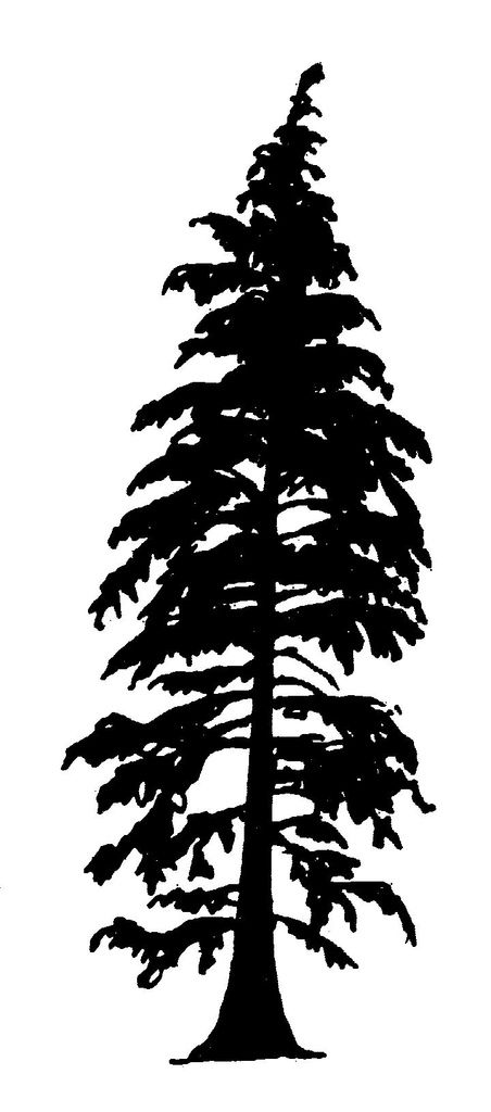 452x1024 Cedar Tree Silhouette With Roots