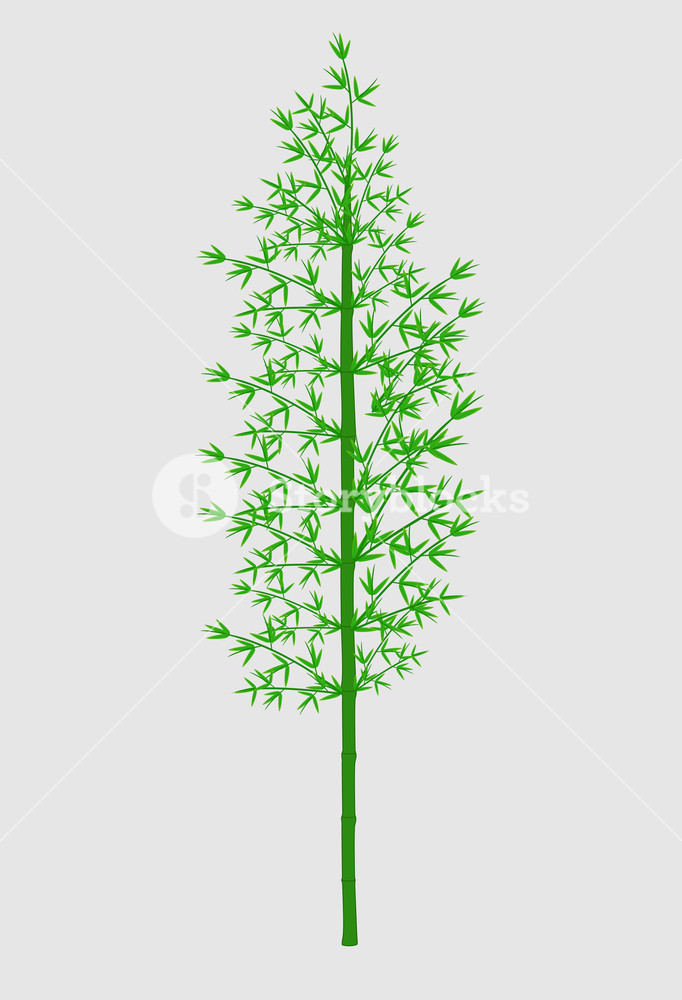 682x1000 Cedar Tree Vector Illustration Royalty Free Stock Image