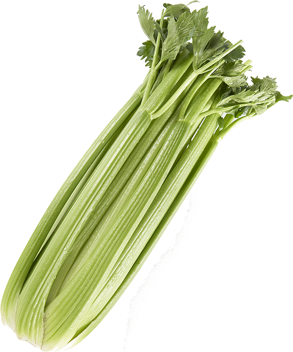 Celery Vector