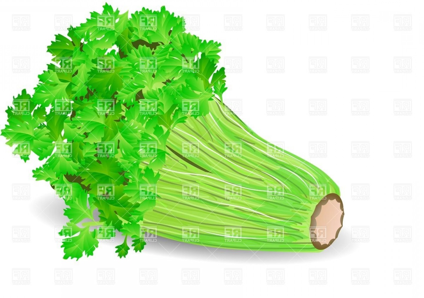 1440x1014 Celery Vector Studiogrfx