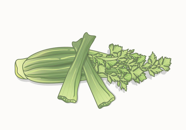 632x443 Celery Vector Free Vector Download Cannypic