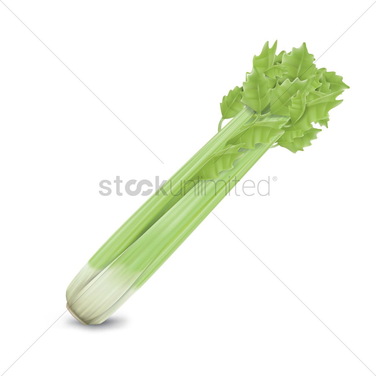 1300x1300 Celery Vector Image