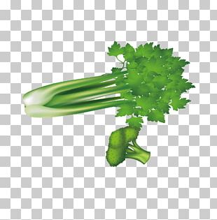 310x315 Celery Vector Png Images, Celery Vector Clipart Free Download