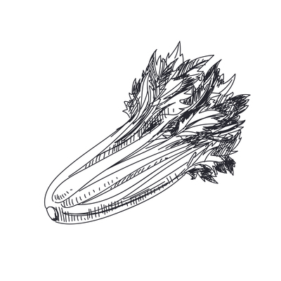 400x400 Celery On Curated Vector Illustrations, Stock Royalty Free Images