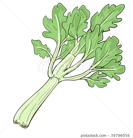 450x468 Celery Vector Illustration