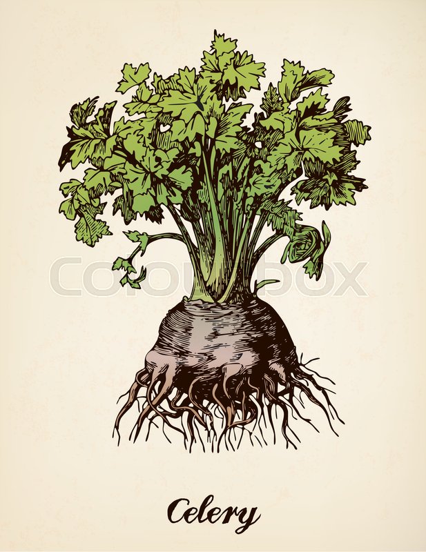 617x800 Celery Vector Illustration After Stock Vector Colourbox