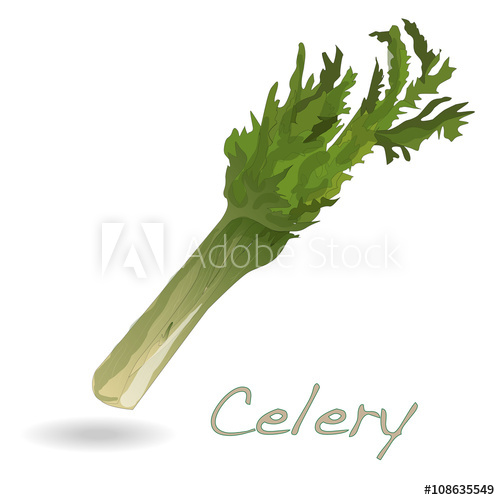 500x500 Celery Vector Isolated