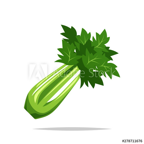 500x500 Celery Vector Isolated Illustration
