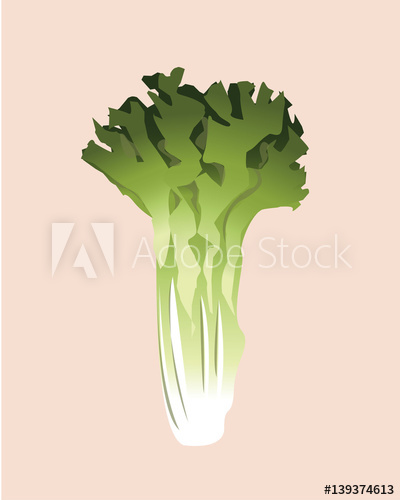400x500 Celery Vector Illustration