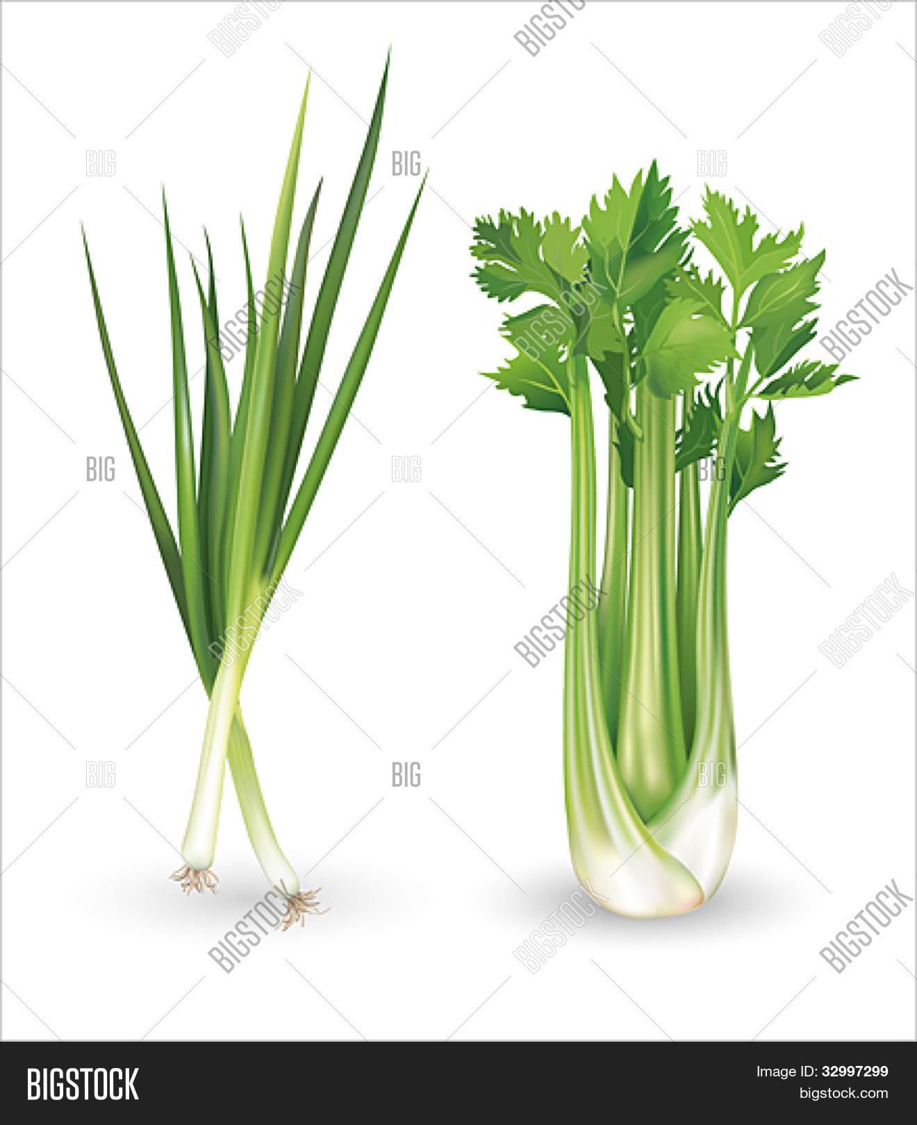 1320x1620 Green Onion And Celery Vector Illustration Stock Vector