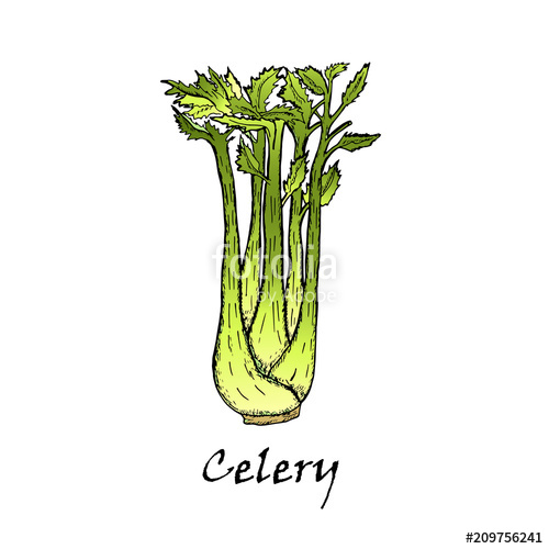 500x500 Hand Drawn Illustration Of Green Celery Stock Image And Royalty