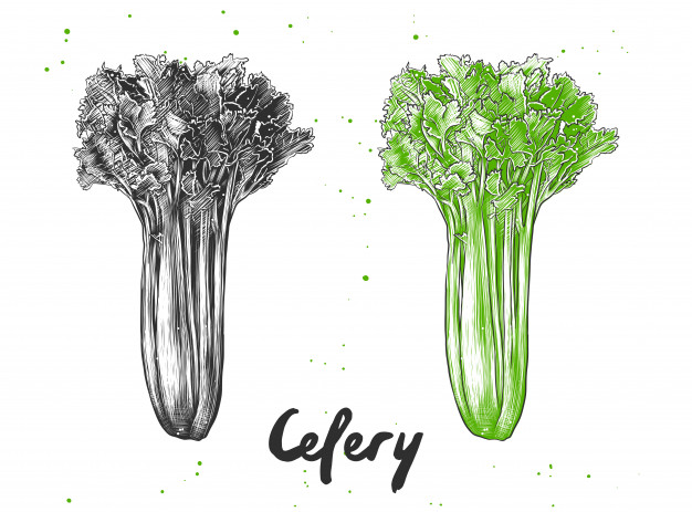 626x463 Hand Drawn Sketch Of Celery Vector Premium Download