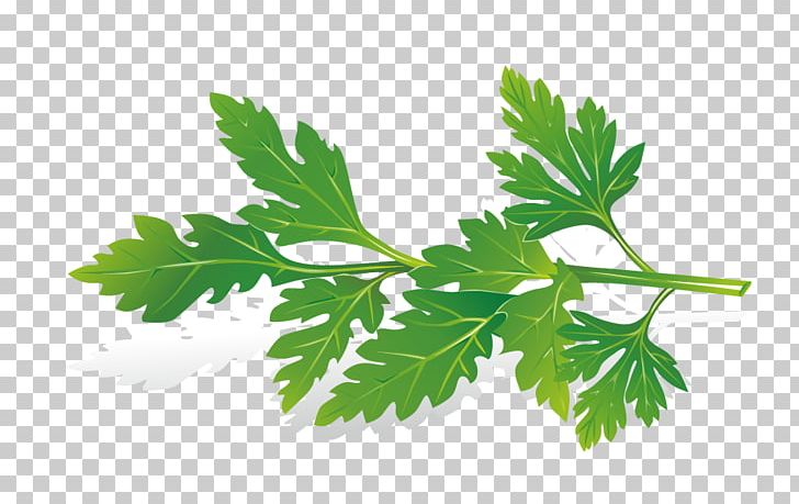 728x459 Herb Png, Clipart, Banana Leaves, Branch, Celery Leaves, Celery