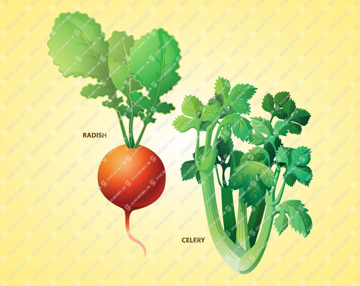 1260x1000 Vegetables Radish Celery Illustration