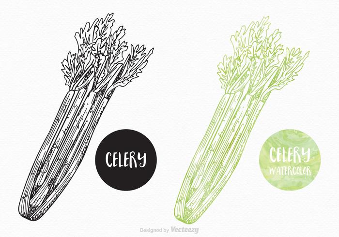 700x490 Celery Free Vector Art