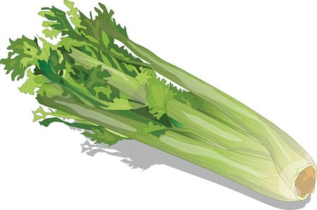 452x300 Celery Isolated Vector Premium Clipart
