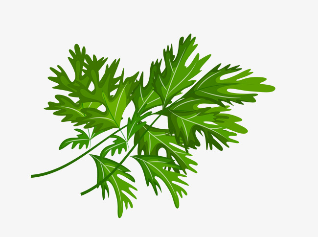 650x484 Celery Transparent Background