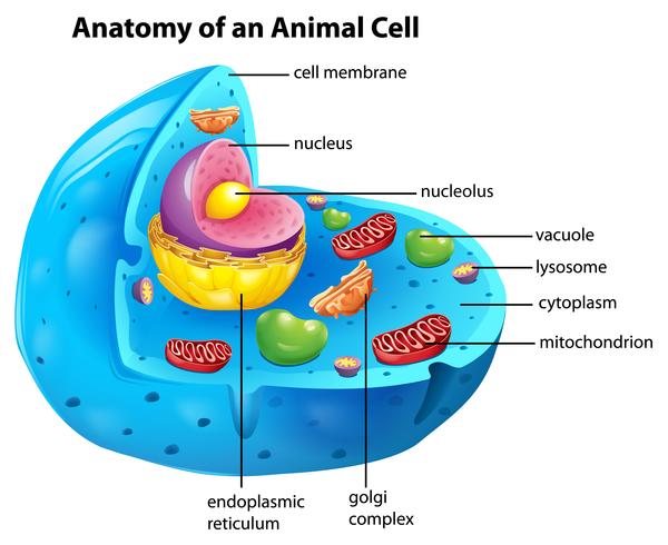 Cell Vector at Vectorified.com | Collection of Cell Vector free for ...