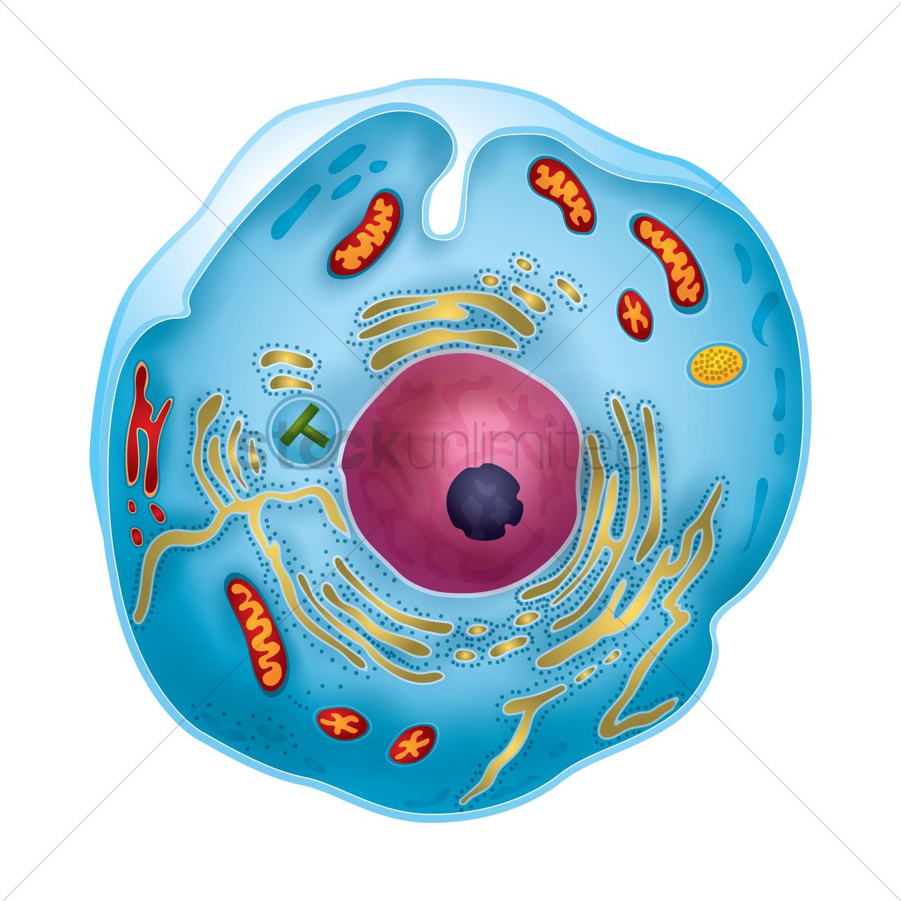 Cross Section Of A Cell Vector Image 1300x1300 Cross Section Of A Cell Vector Image