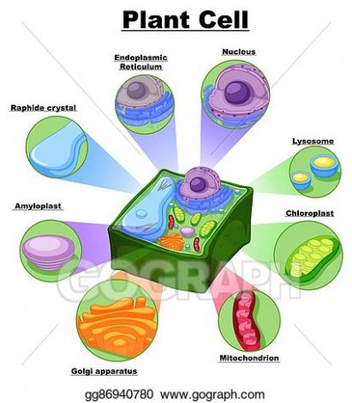 Illustration Diagram Showing Parts Of Plant Cell Vector 398x455 Illustration Diagram Showing Parts Of Plant Cell Vector