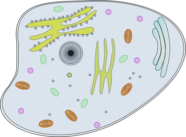 Animal Cell Free Vector In Open Office Drawing 600x443 Animal Cell Free Vector In Open Office Drawing