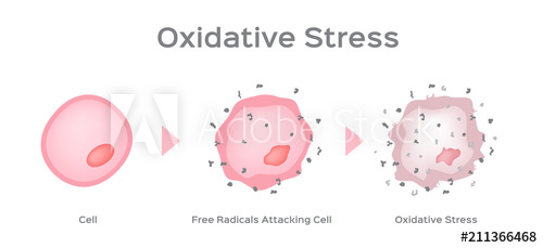 Oxidative Stress Cell Vector Free Radical 500x229 Oxidative Stress Cell Vector Free Radical