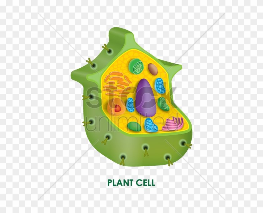 Plant Cell Vector Image 840x680 Plant Cell Vector Image