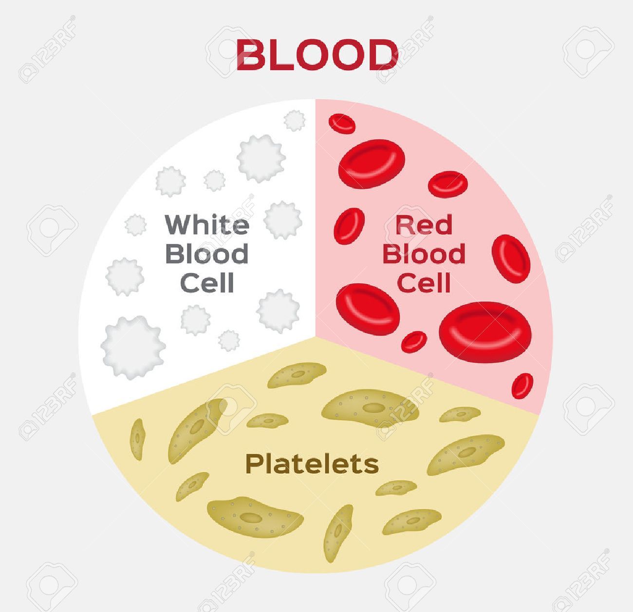 Stock Vector Anatomy White Blood Cells, Blood, Diagram 1300x1257 Stock Vector Anatomy White Blood Cells, Blood, Diagram