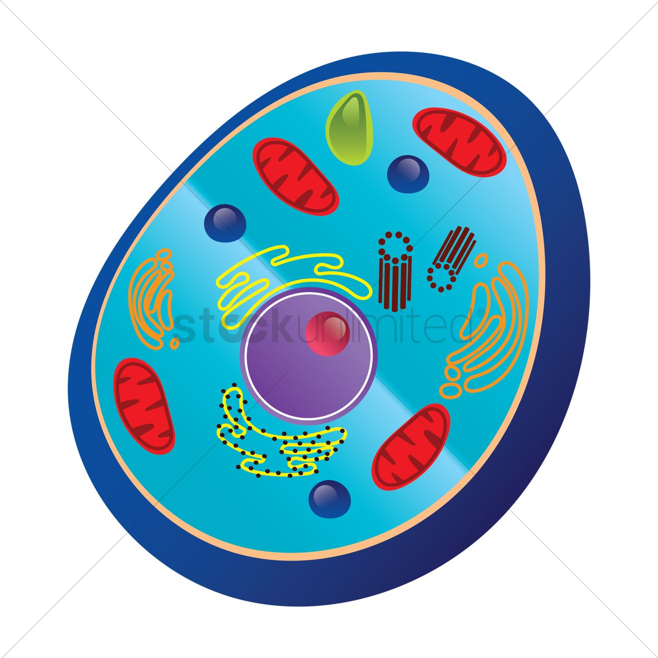 Animal Cell Vector Image 1300x1300 Animal Cell Vector Image