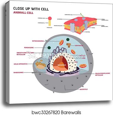 382x390 Animal Cell Cross Section Structure Of A Eukaryotic Cell Vector