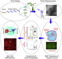 Bioengineering A Non Genotoxic Vector For Genetic Modification 260x245 Bioengineering A Non Genotoxic Vector For Genetic Modification