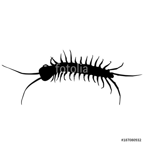 Centipede Stock Image And Royalty Free Vector On Fotolia 500x500 Centipede Stock Image And Royalty Free Vector On Fotolia