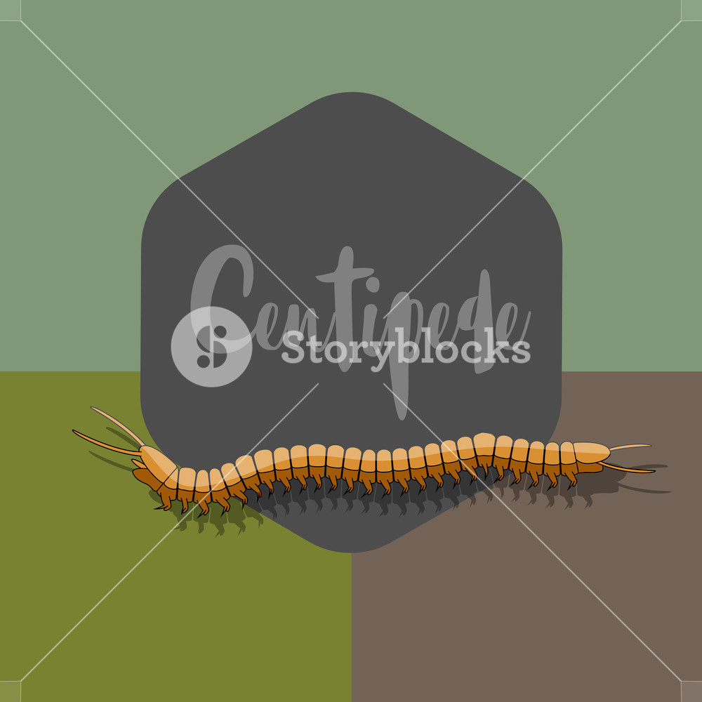 Centipede Vector Worm Illustration Royalty Free Stock Image 1000x1000 Centipede Vector Worm Illustration Royalty Free Stock Image
