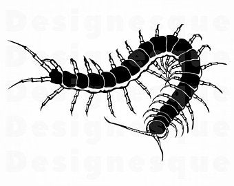 Centipede Png Etsy 340x270 Centipede Png Etsy