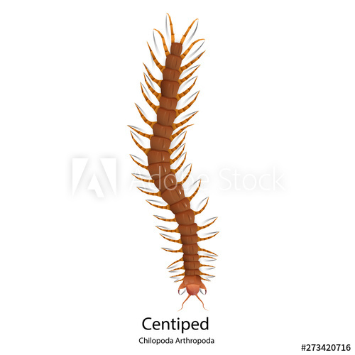 Centipede Vector On White Background Isolated 500x500 Centipede Vector On White Background Isolated