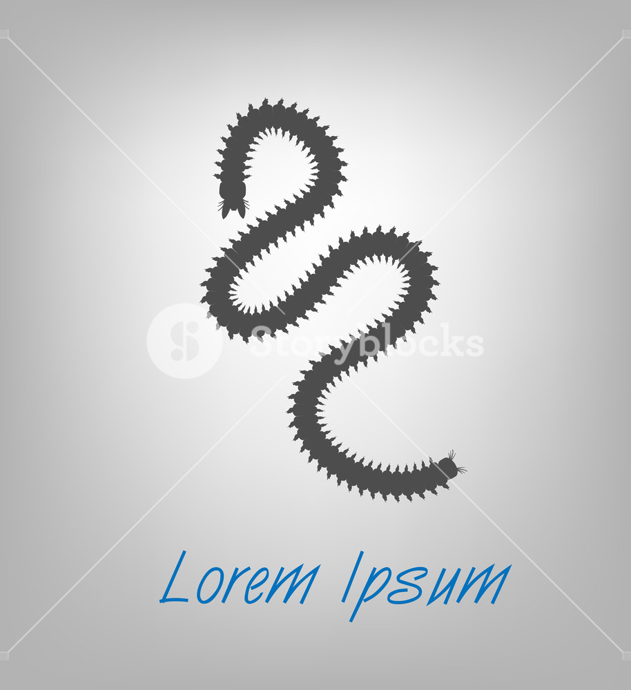 Creepy Centipede Insect Vector Illustration Royalty Free Stock 914x1000 Creepy Centipede Insect Vector Illustration Royalty Free Stock