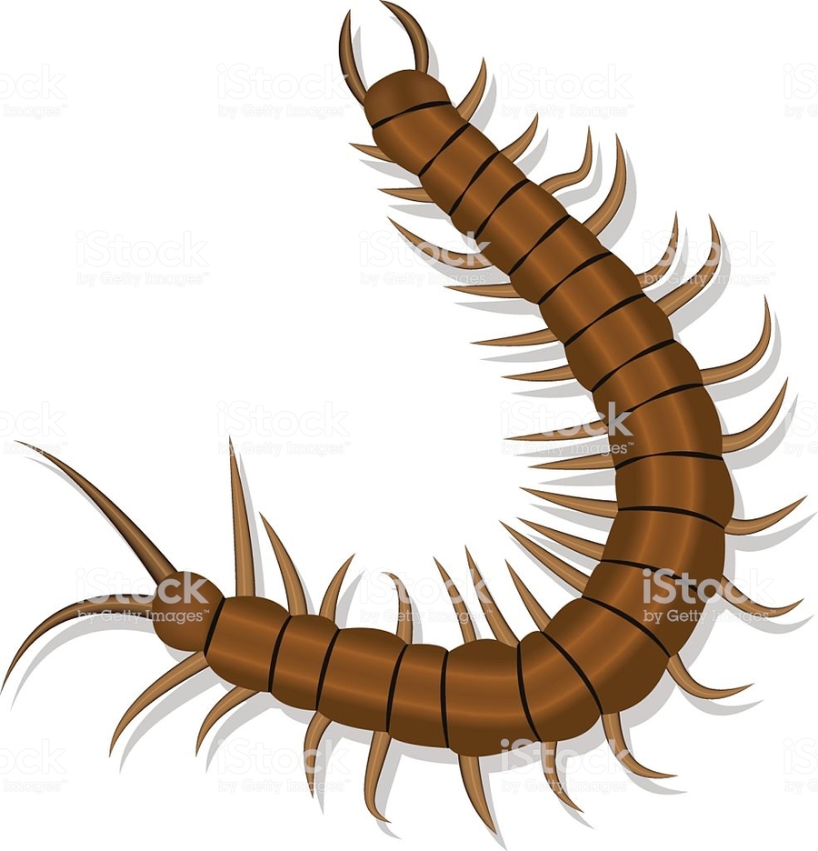 Download Centipede Vector Clipart Centipedes Clip Art 900x936 Download Centipede Vector Clipart Centipedes Clip Art