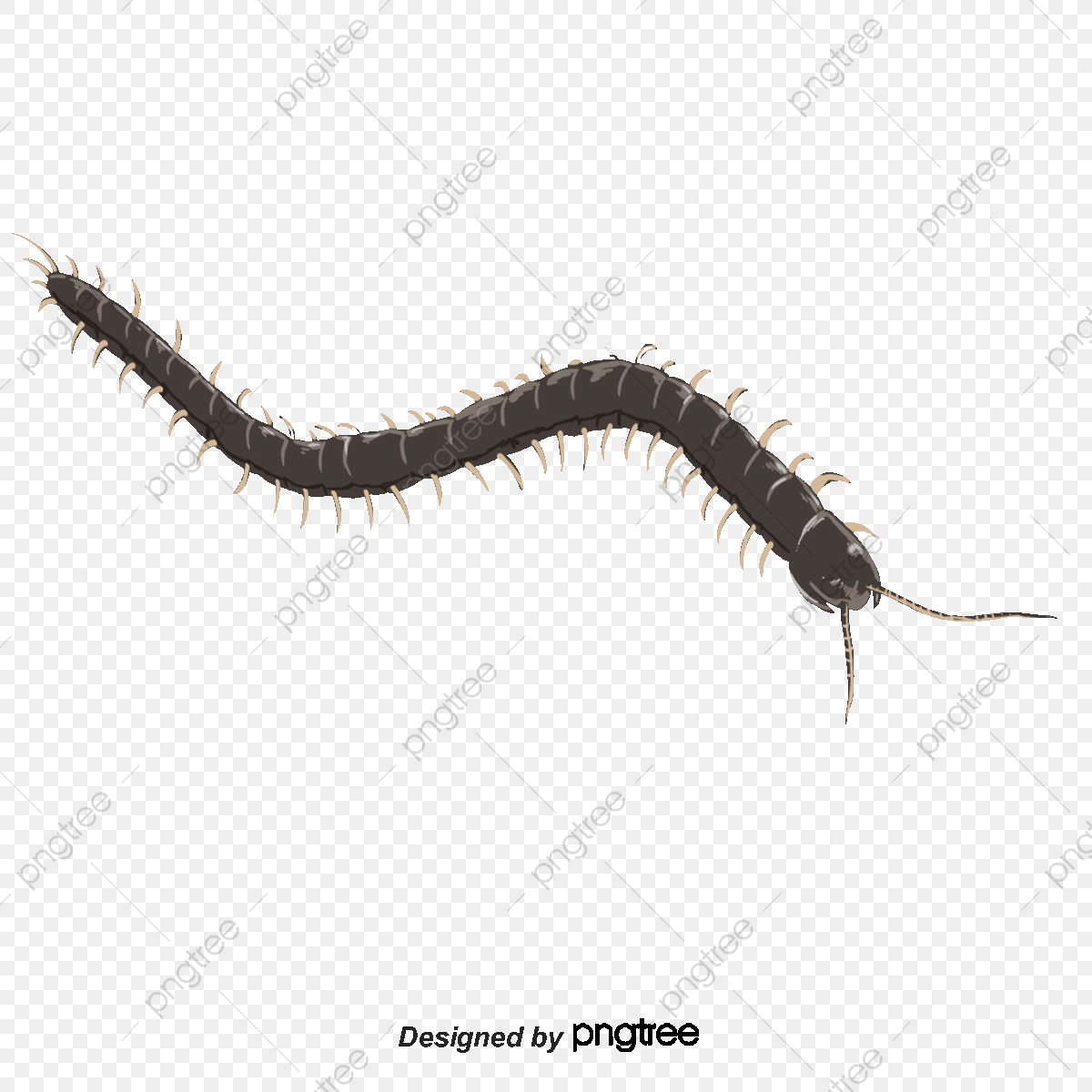 Vector Centipede, Cartoon, Insect, Animal Png And Vector 1200x1200 Vector Centipede, Cartoon, Insect, Animal Png And Vector