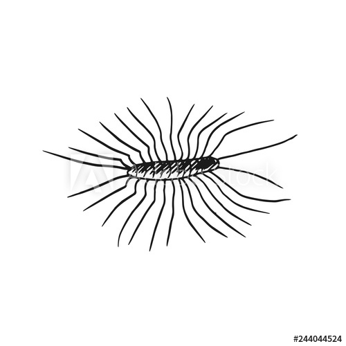 Centipede Vector Doodle Sketch Isolated On White Background 500x500 Centipede Vector Doodle Sketch Isolated On White Background