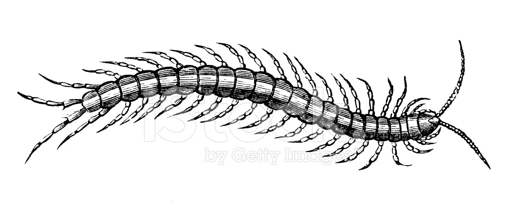 Centipede Antique Animal Illustrations Stock Vector 1024x426 Centipede Antique Animal Illustrations Stock Vector