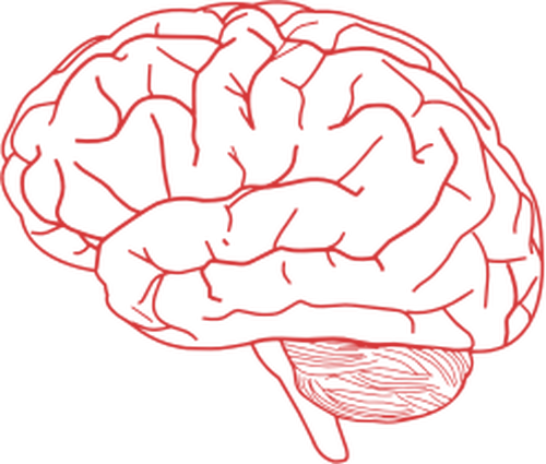 500x425 Cerebro Vector Png Png Image