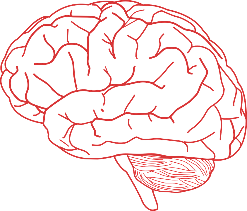 844x720 Cerebro Vector Png Png Image